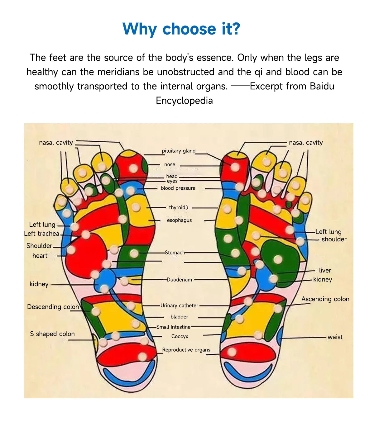 Foot reflexology chart illustrating acupressure points for 4QUEENS circulation, pain relief, and leg massage therapy.