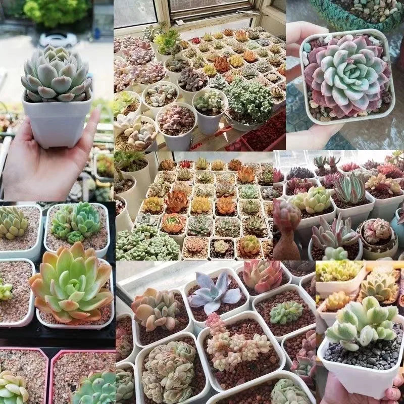 High Quality Thicken Flower Pots Succulents Plant Square Flowerpots Nursery Grow Container Cactus Pot & Planter Garden Supplies