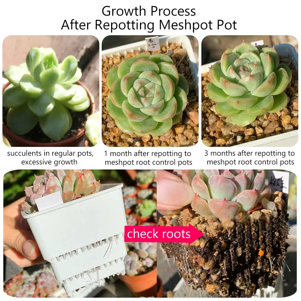 Meshpot Succulents Pots with Holes Cactus Lithops Plants Pot Seedlings Nursery Supplies Garden Kits Home Decoration