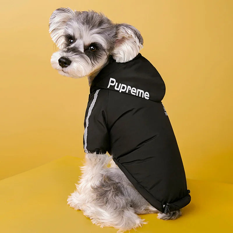Small dog wearing a black, waterproof, reflective winter jacket for warmth and rain protection.