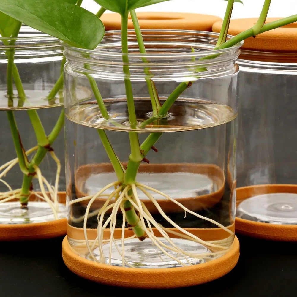 Clear glass hydroponic pot with orange base ring, showing stems and roots in water