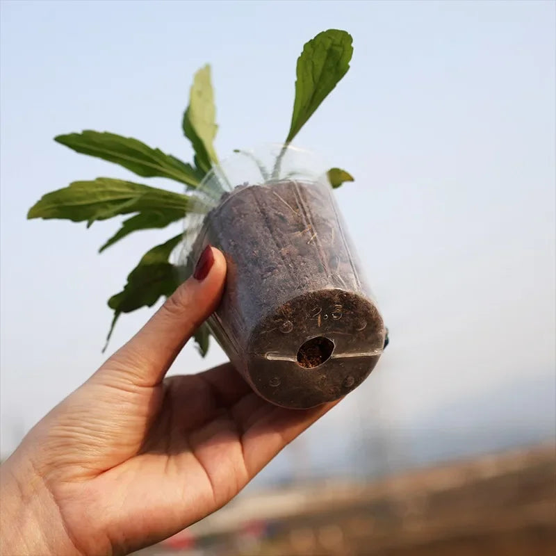 10/50Pcs Transparent Flowerpot Plant Nursery Pot Seedling Cup Gardening Transplantation Potted Flower Pot Planter Gardening Tool