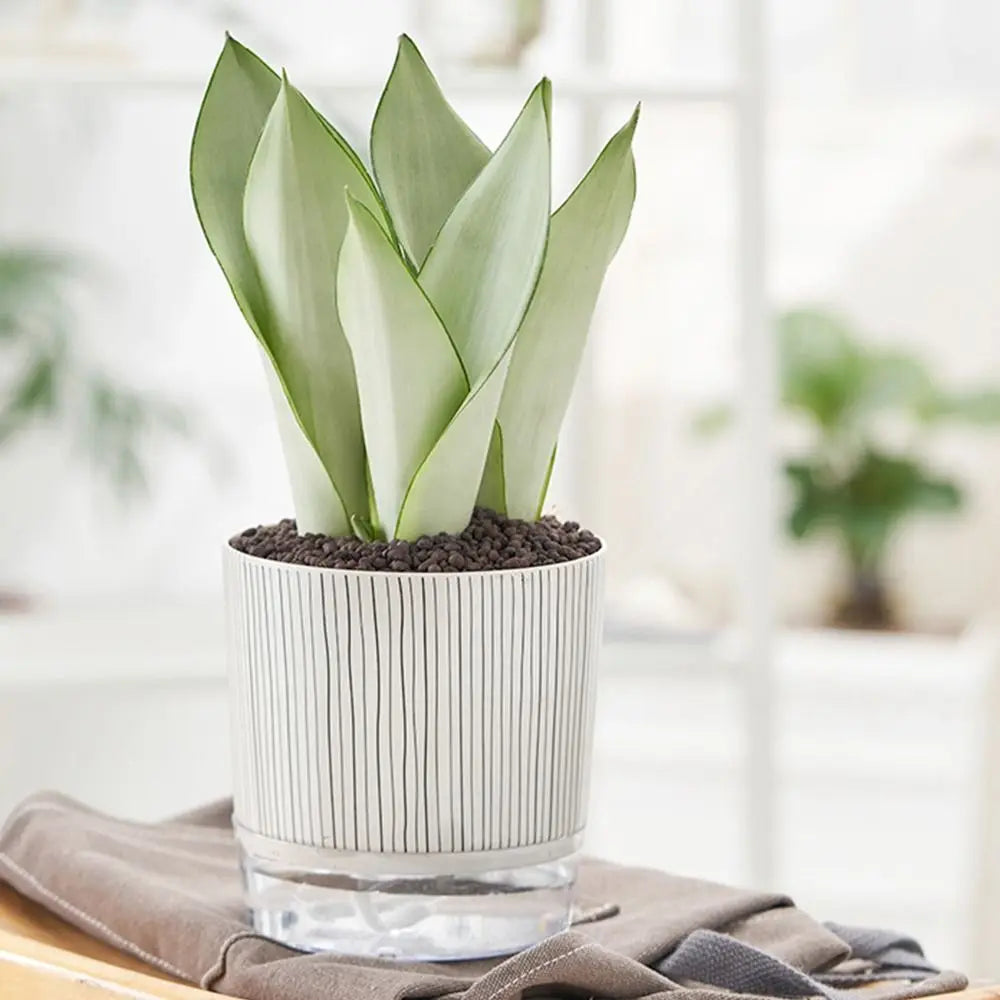 Transparent Self-watering Plants Pot Green Plants Home Bonsai Decor Lazy Flower Pot With Water Container Planter Garden Supplies