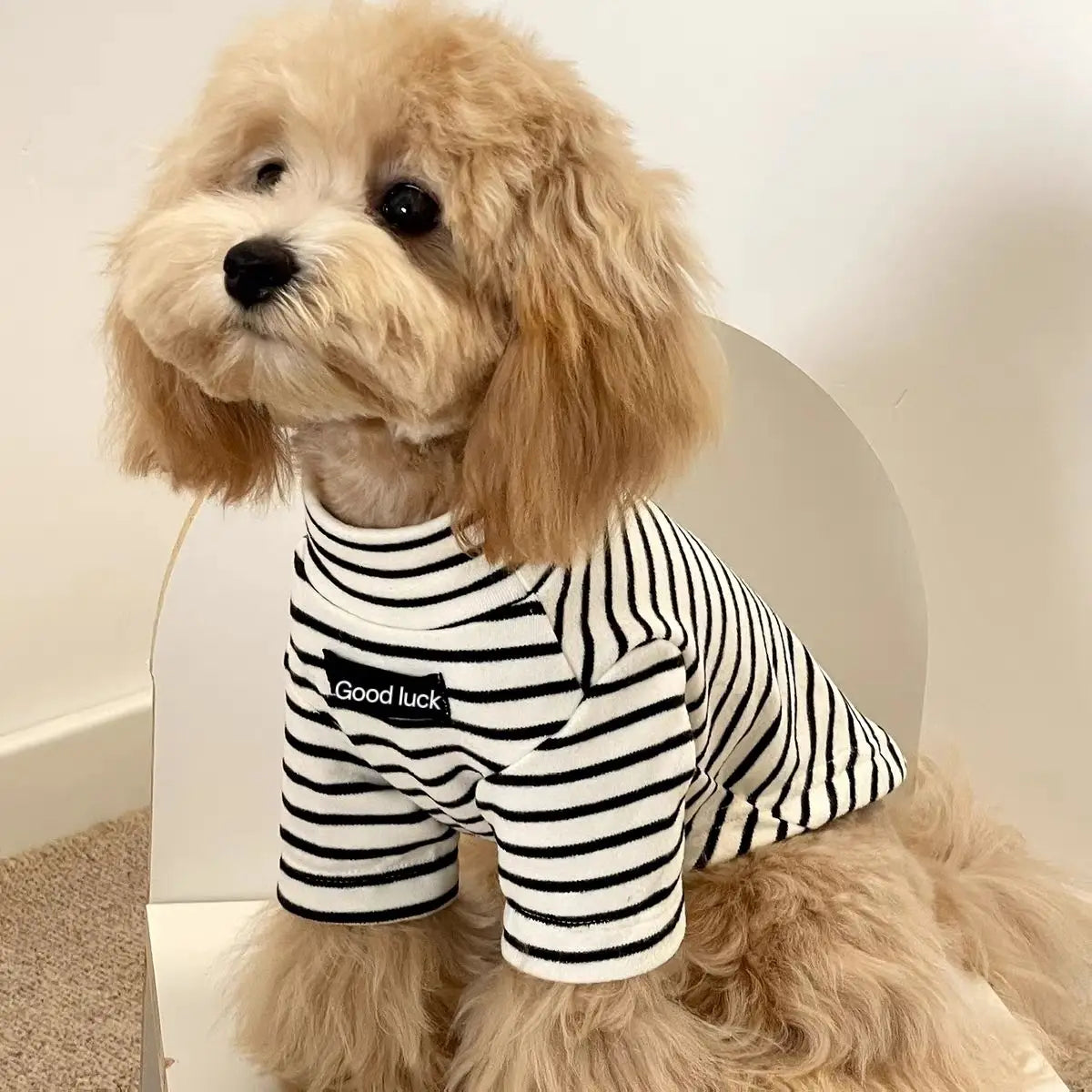 Small dog wearing a cozy black and white striped thermal shirt for autumn and winter warmth.