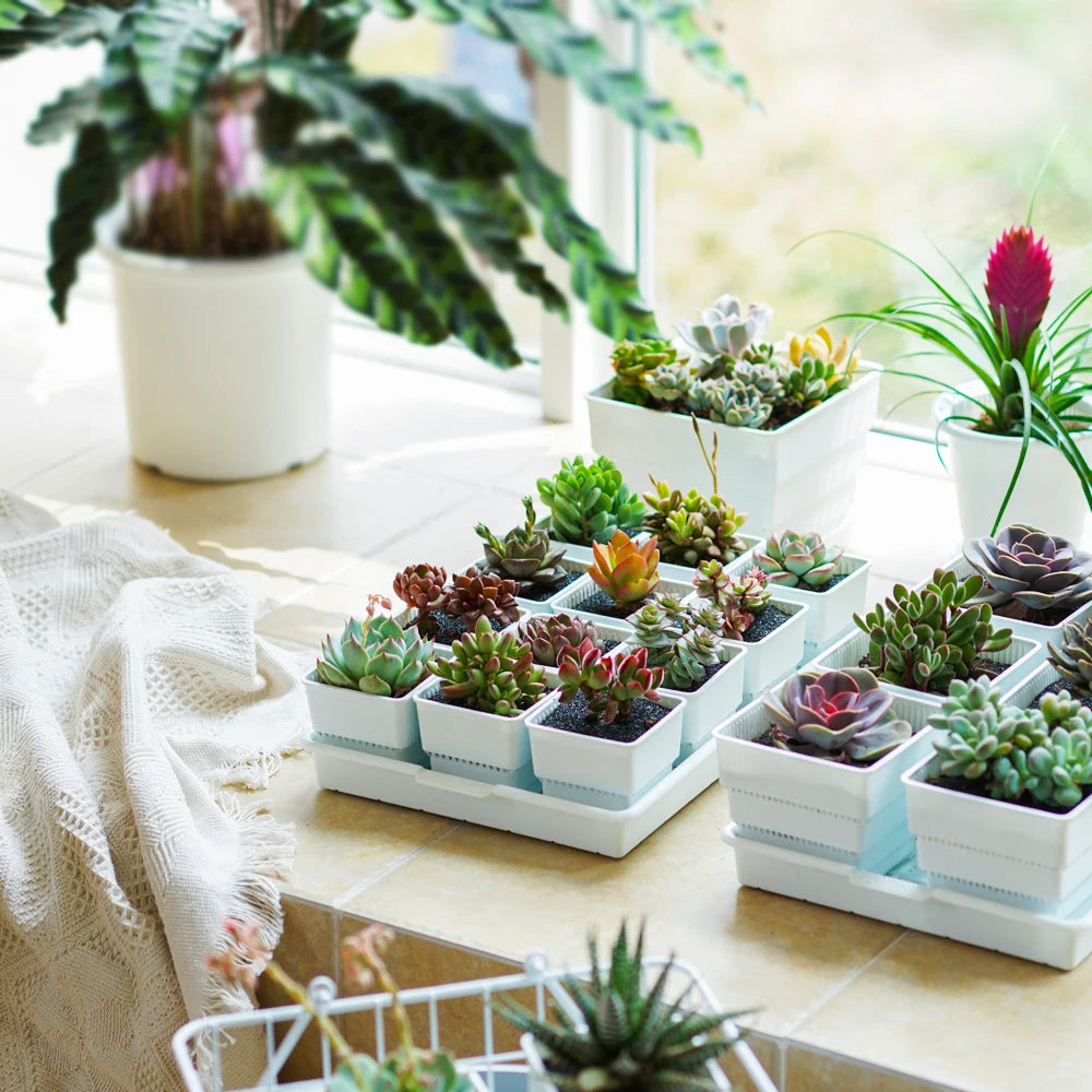 Meshpot Succulent Pot Plastic Flower Pot Cactus Lithops Planter Container Seedlings Nursery Garden Supplies Home Decoration