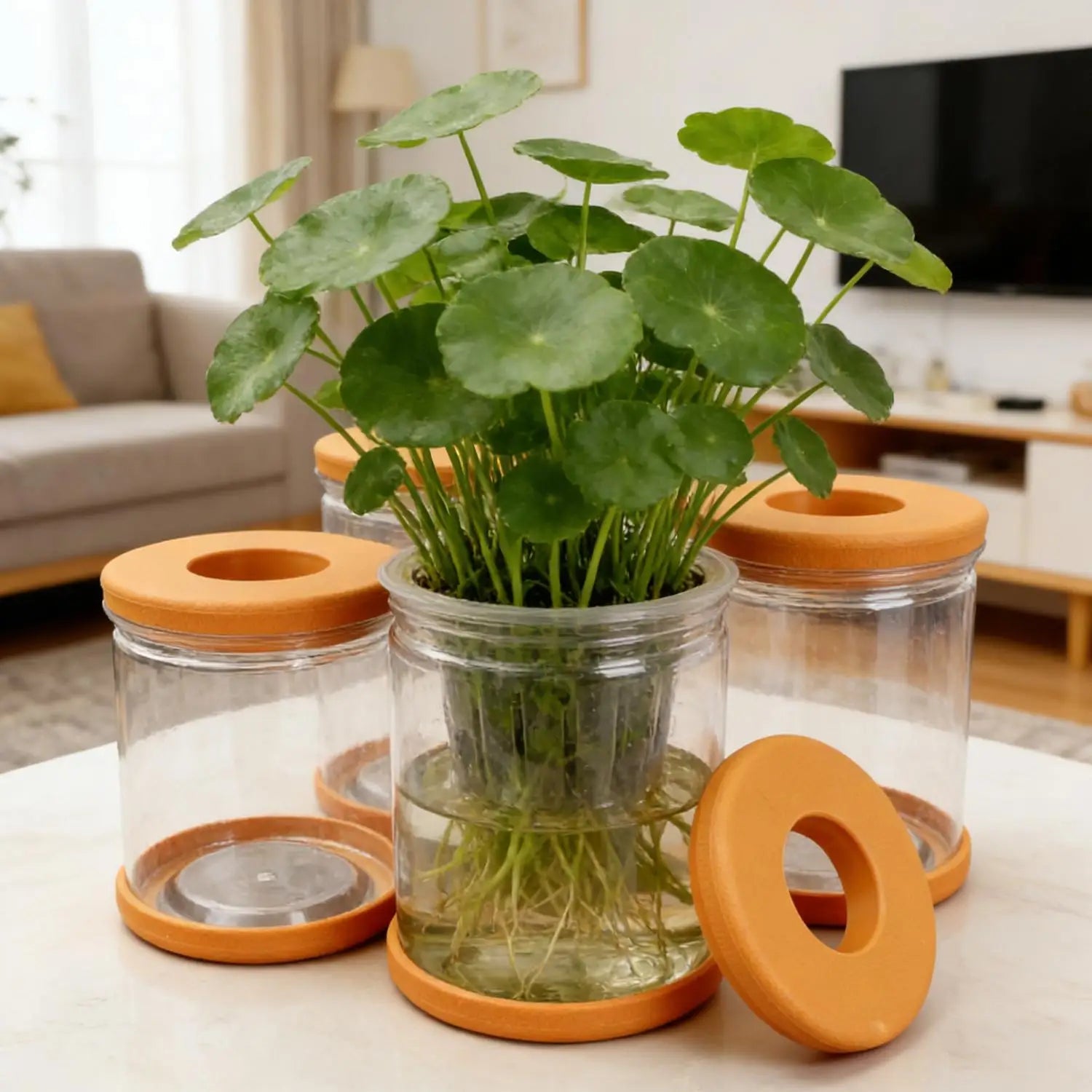 Transparent hydroponic plant pot containers with orange lids and non-slip bases, with leafy sprouts