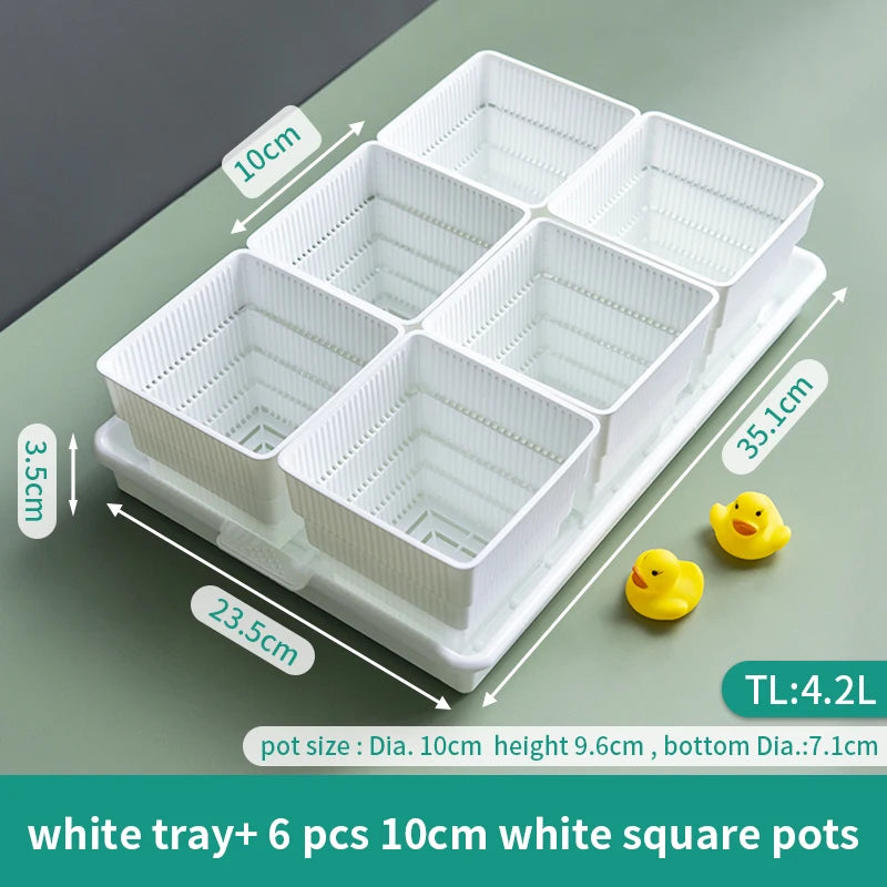 White nursery tray with six 10cm square mesh pots for succulents and lithops