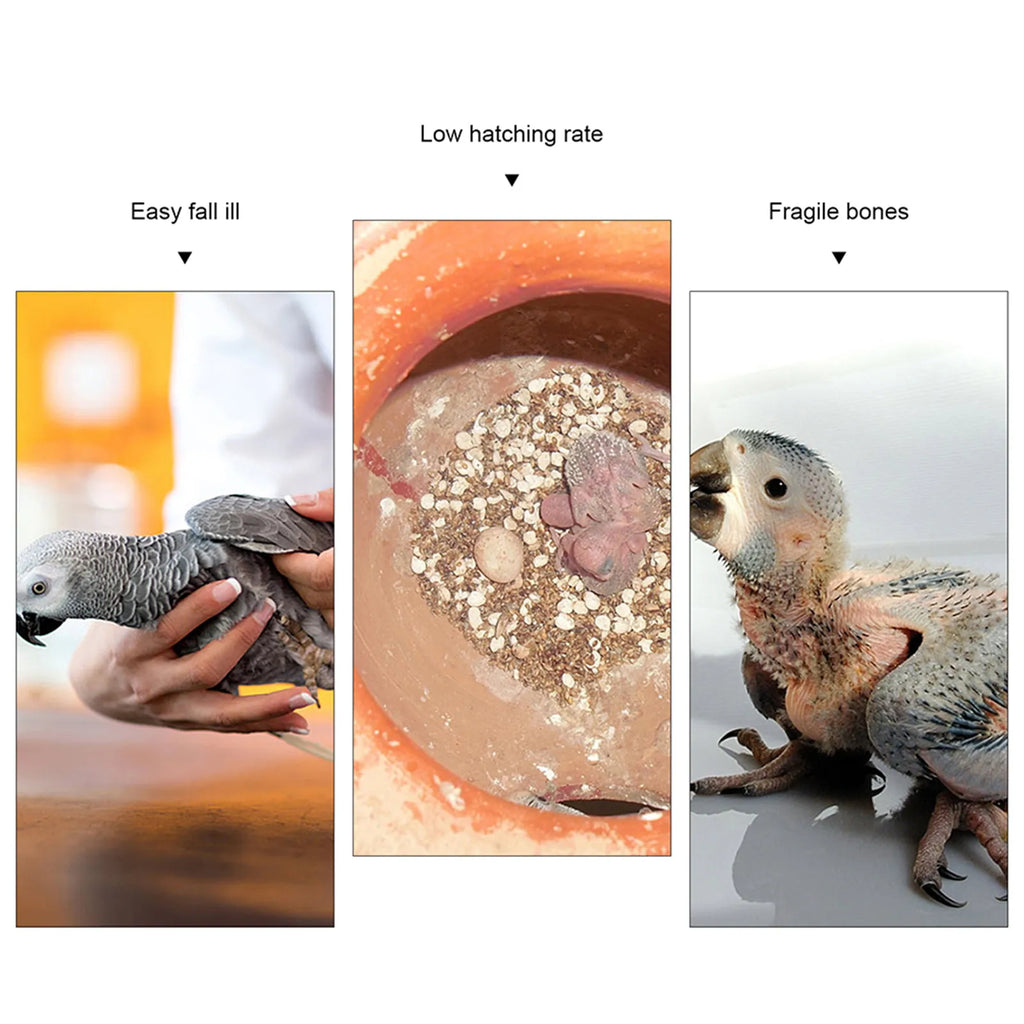 10pcs natural cuttlebone calcium chew toys for parrots and birds to improve bone health and prevent hatching issues.