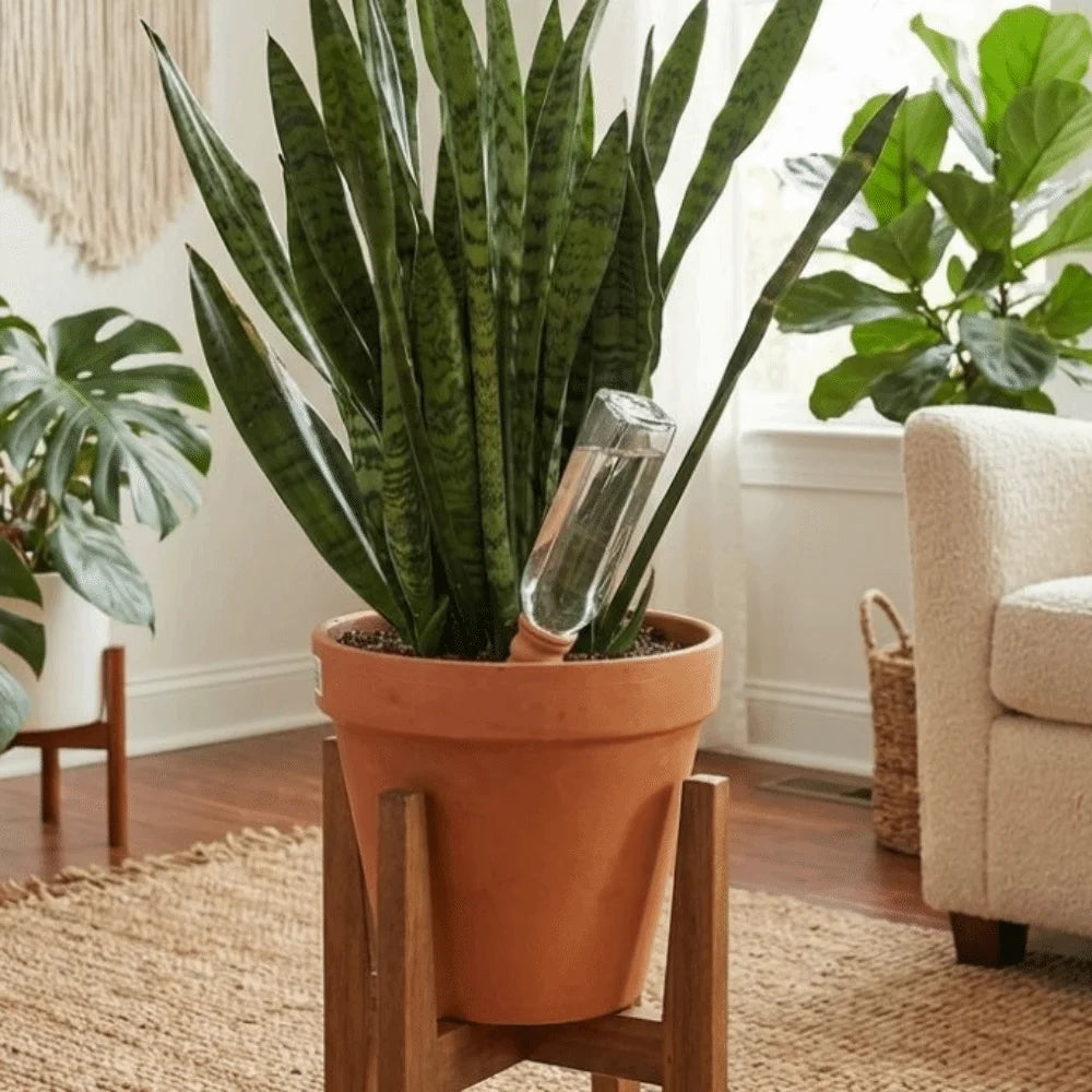 Terracotta plant watering stake with clear tube, placed in a large indoor pot
