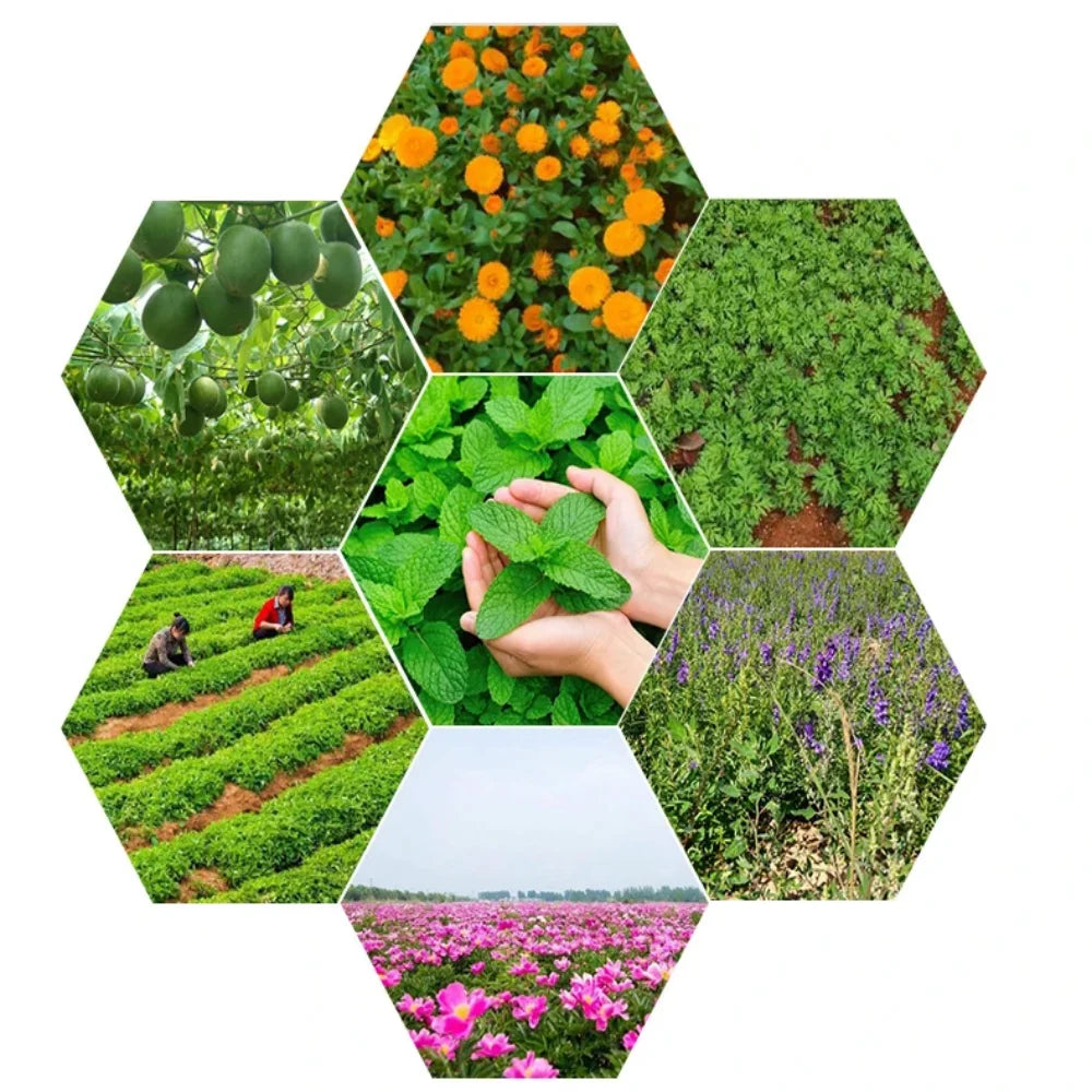 Global Fast Delivered AHCC,Shii-take Mushroom 20:1 Powder Customized Packing for DIY Homemade Soap Making