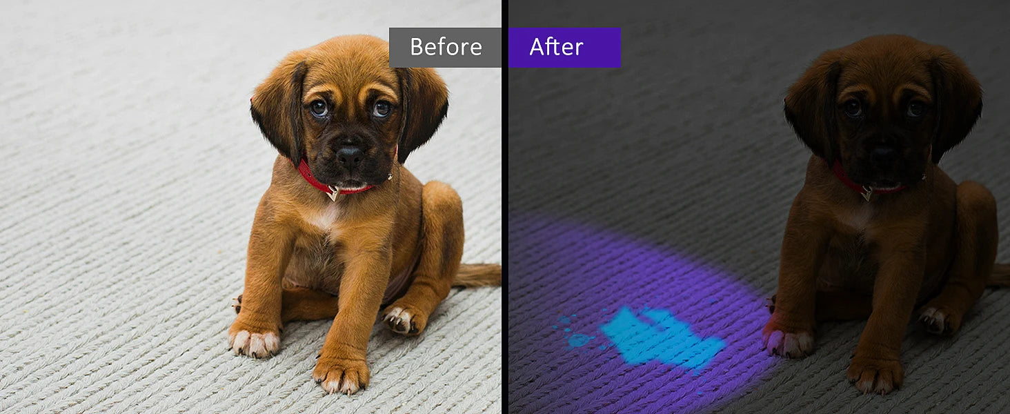 120W UV flashlight revealing pet urine stains on carpet next to a puppy for effective cleaning.