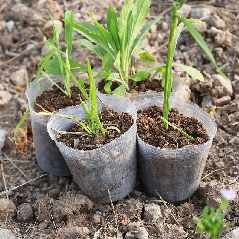 10/50Pcs Transparent Flowerpot Plant Nursery Pot Seedling Cup Gardening Transplantation Potted Flower Pot Planter Gardening Tool