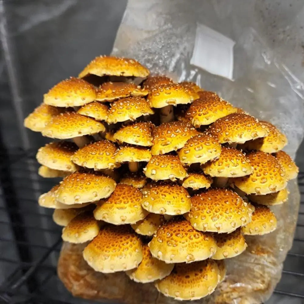 50pcs High Quality PP Mushroom Planting Bag 0.2um Filter Clear Mushroom Spawn Grow Bag Tissue Culture Bag Indoor Gardening