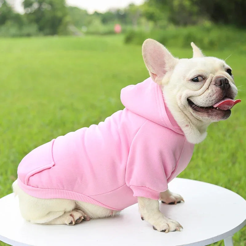 Small French Bulldog wearing a cozy, thick pink hooded sweater for warmth during autumn and winter.