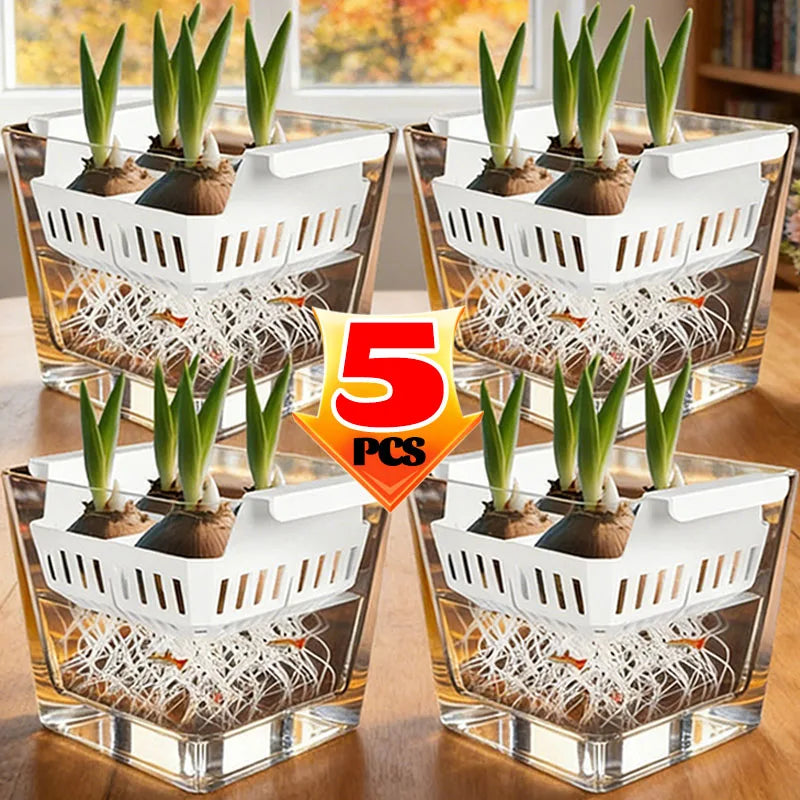 Five-pack clear hydroponic planter pots with white rack and tulip bulb sprouts indoors