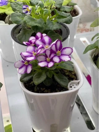 2pcs Self Watering Plants Pot  Automatic Watering Irrigation Gardening Pots for Plants Lazy Home Decoration Bonsai Plant Pot