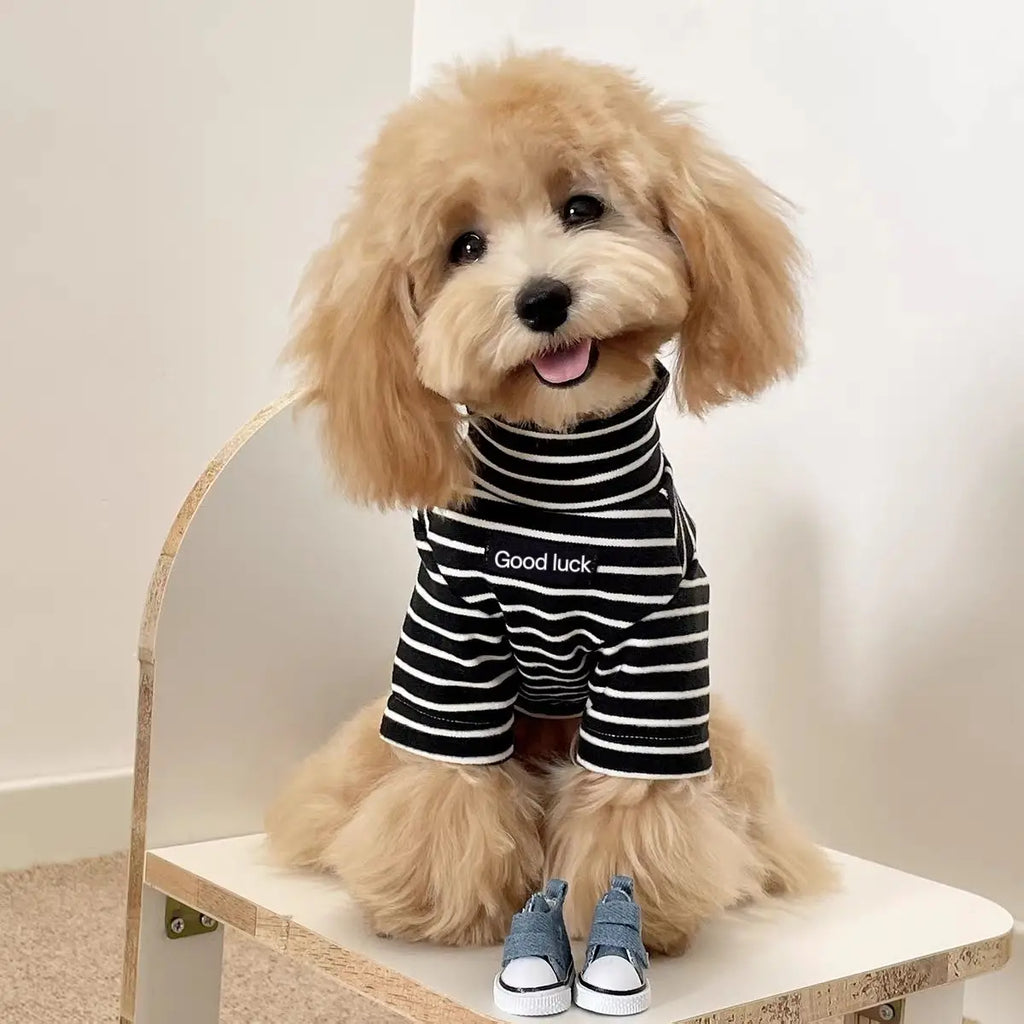 Small dog wearing a cozy black and white striped thermal sweater for warmth in autumn and winter.