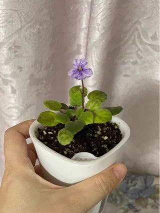 2pcs Self Watering Plants Pot  Automatic Watering Irrigation Gardening Pots for Plants Lazy Home Decoration Bonsai Plant Pot
