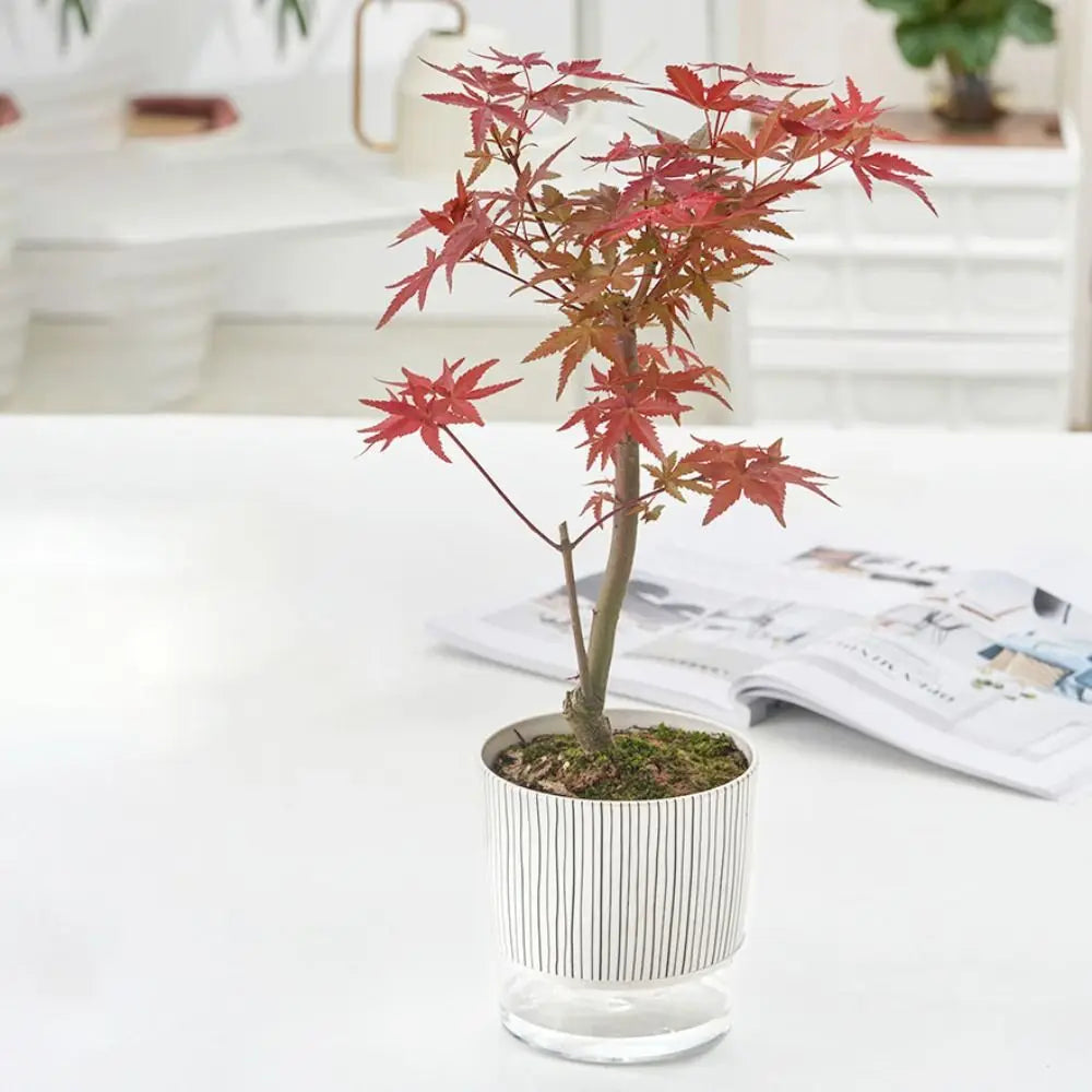 Transparent Self-watering Plants Pot Green Plants Home Bonsai Decor Lazy Flower Pot With Water Container Planter Garden Supplies