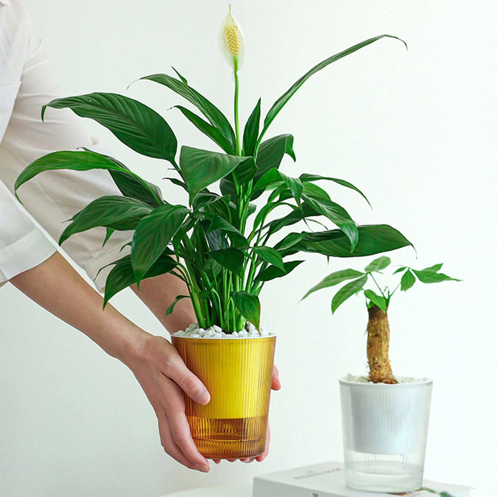 Clear Self Watering Planters Pots Household Anti Rot Self-Watering Planters for Living Room Plants Flowers Gardening Accessory