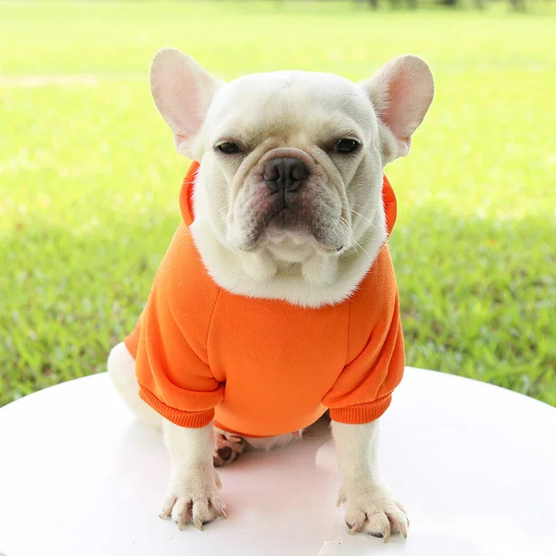 French Bulldog wears a cozy, thick orange hooded sweater for warmth during autumn and winter.