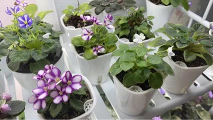 2pcs Self Watering Plants Pot  Automatic Watering Irrigation Gardening Pots for Plants Lazy Home Decoration Bonsai Plant Pot